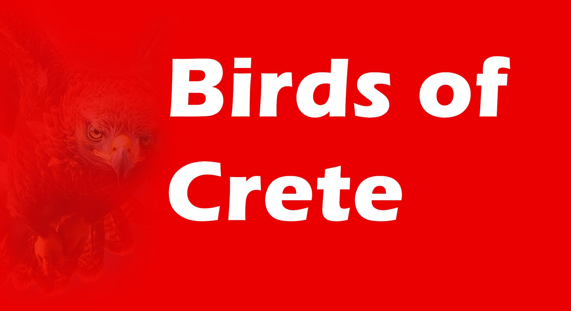 birds of crete.jpg