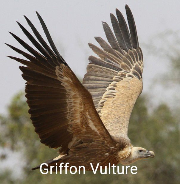 griffon vulture.jpg