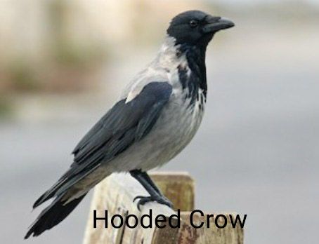 hooded crow.jpg
