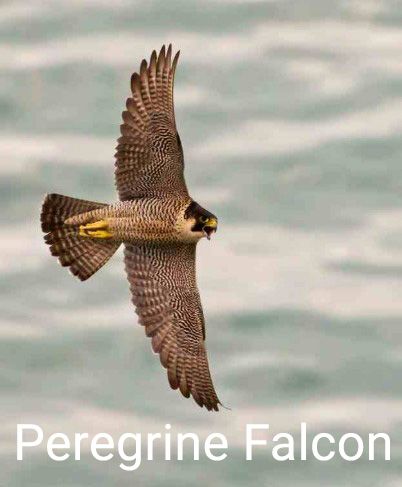 peregrine falcon.jpg