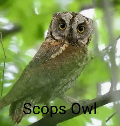 scops owl.jpg