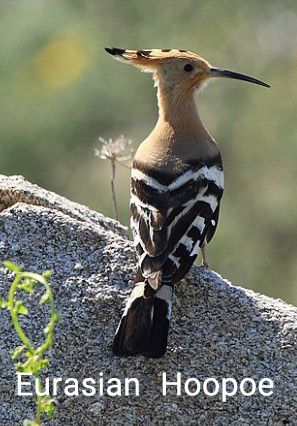 hoopoe.jpg