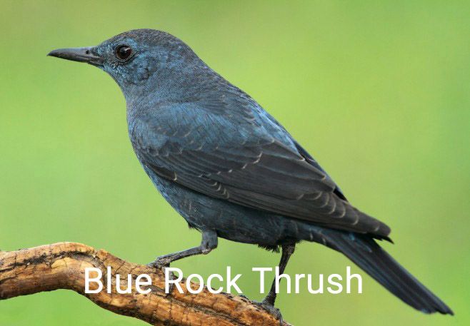 blue rock thrush.jpg
