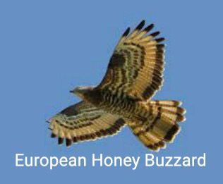 honey buzzard.jpg