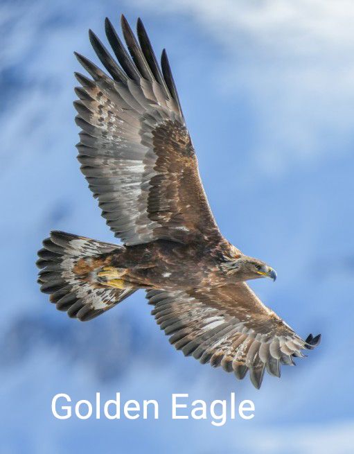 golden eagle 2.jpg