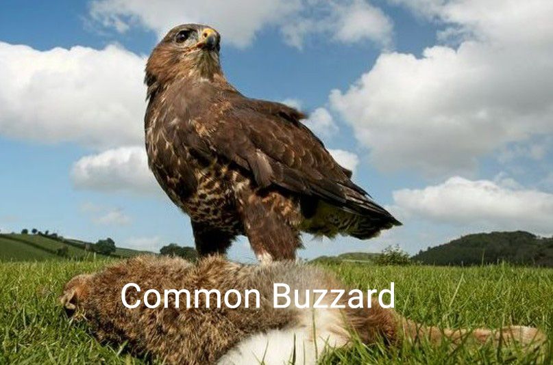 common buzzard.jpg