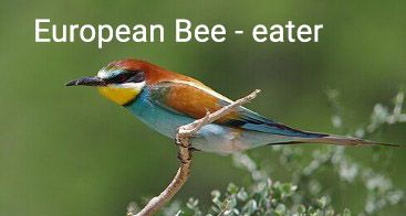 bee-eater.jpg